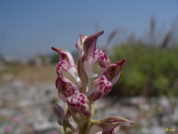  Orchis coriophora 